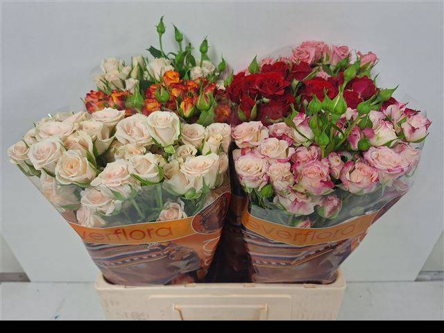 <h4>R TR GEM IN FUST</h4>