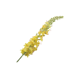 Eremurus Yellow