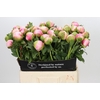 Paeonia Colonel Owen Cousins