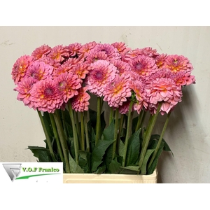 DAHLIA PINK RUNNER