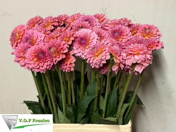 <h4>DAHLIA PINK RUNNER</h4>
