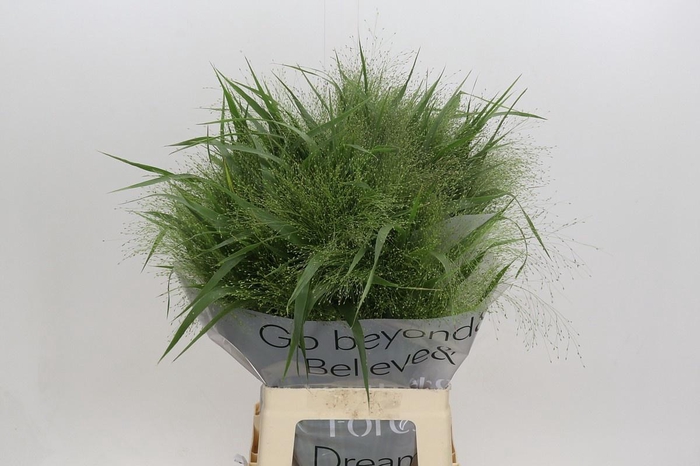 <h4>PANIC VI FONTAINE</h4>