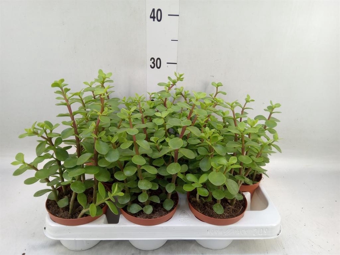 <h4>Portulacaria afra</h4>