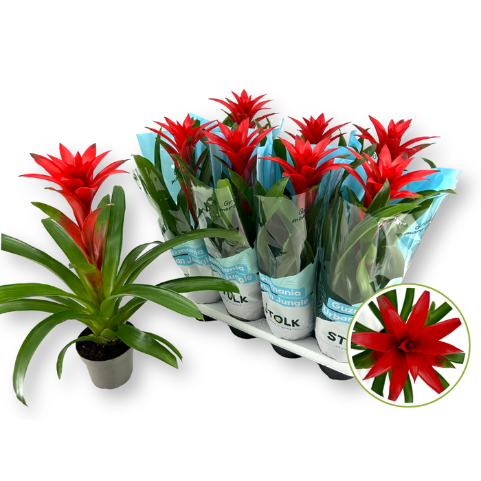 <h4>Guzmania 14cm "Brimstone" 50 cm gekleurde hoes.</h4>