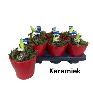 Arr. Hippeastrum 13Ø 20cm