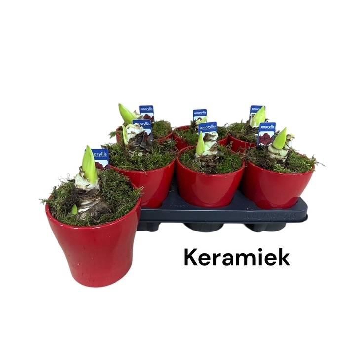 <h4>Arr. Hippeastrum 13Ø 20cm</h4>