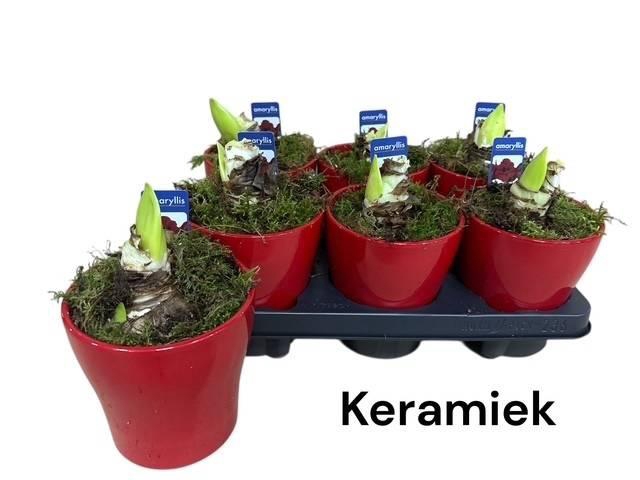 Arr. Hippeastrum 13Ø 20cm