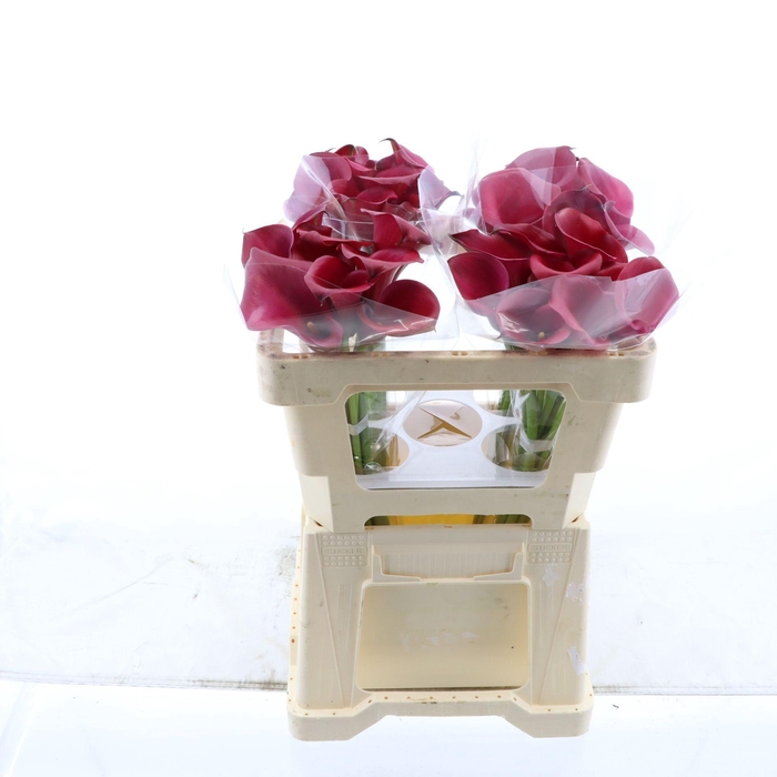 <h4>Calla Red Charm</h4>