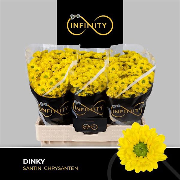 <h4>Chr San Dinky Yellow Infinity</h4>