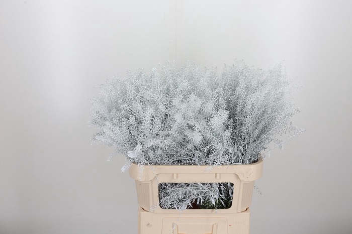 <h4>Lepidium Kl Bh Wit</h4>