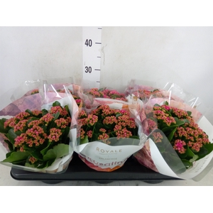 Kalanchoe blos. 'RosDon Victorio'