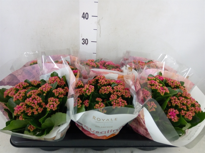 <h4>Kalanchoe blos. 'RosDon Victorio'</h4>