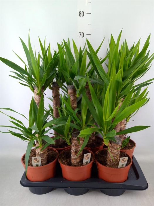 <h4>Yucca   ...</h4>