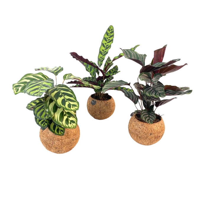 <h4>Opm Kokodama Calathea Gemengd</h4>