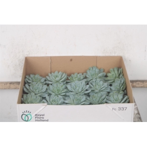 Echeveria Zonnestraal X20