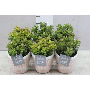 Crassula Minor In Terracotta