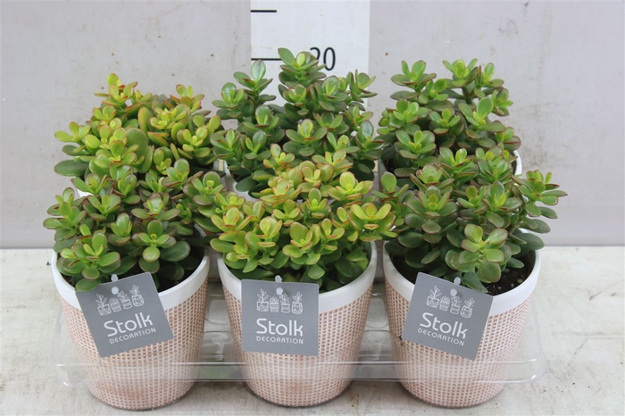 <h4>Crassula Minor In Terracotta</h4>