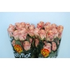 R GR SHIMMER Welyflor