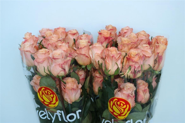 R GR SHIMMER Welyflor