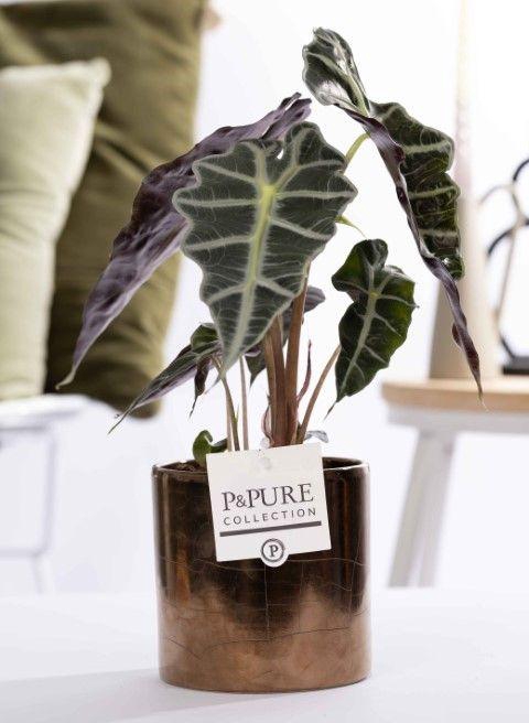 <h4>Alocasia Polly in P&PURE Juliette ceramics goldbronze</h4>