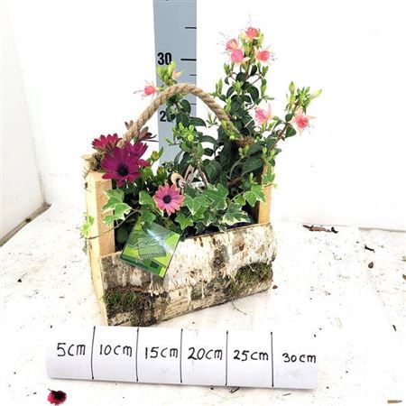 <h4>Arr Tuinplanten</h4>