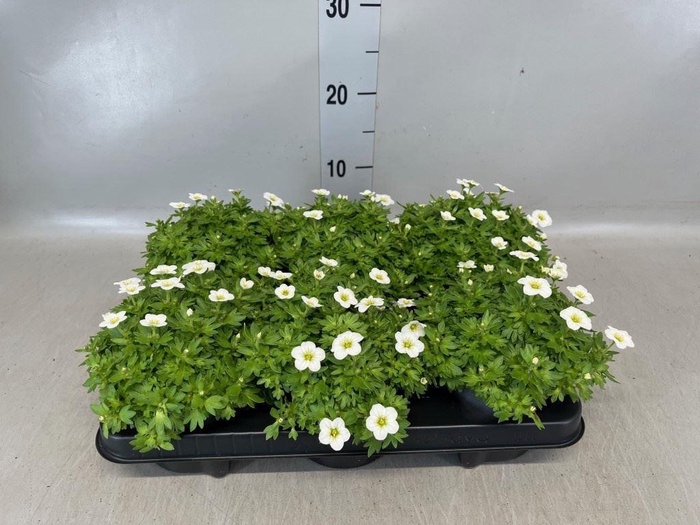 <h4>Saxifraga arend. 'Alpino White'</h4>