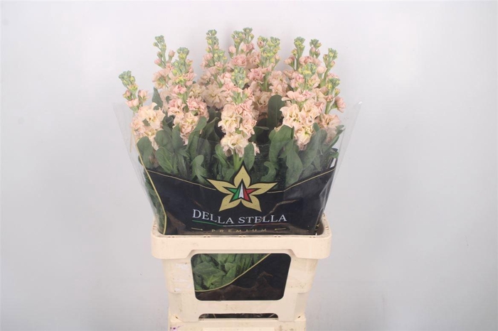 <h4>MATTH IRON APRICOT</h4>