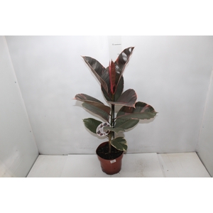 FICUS ELASTICA RUBY P17