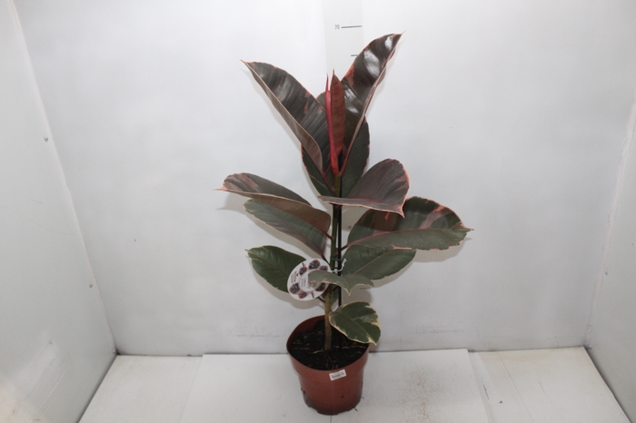 <h4>FICUS ELASTICA RUBY P17</h4>