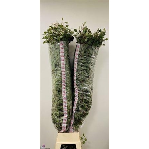 Euca Populus Super P Stem 200 Cm