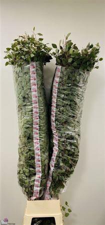 <h4>Euca Populus Super P Stem 200 Cm</h4>