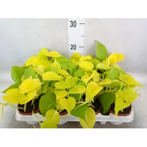 Epipremnum pinn. 'Golden Pothos'