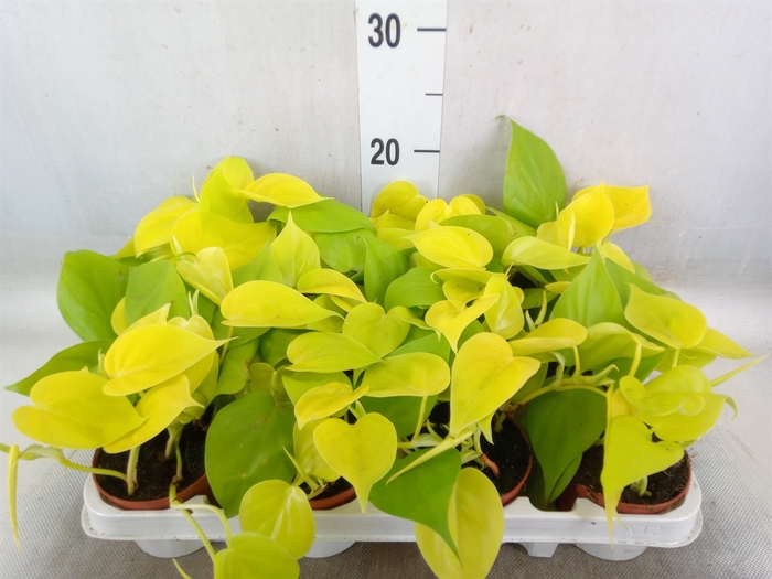 <h4>Epipremnum pinn. 'Golden Pothos'</h4>