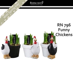 arr4 Narcis RN - Funny chickens