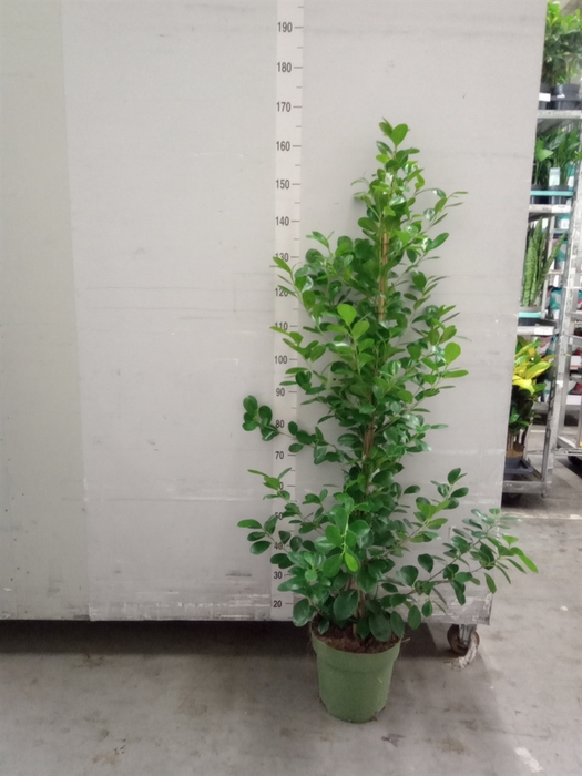 <h4>Ficus microcarpa 'Moclame'</h4>