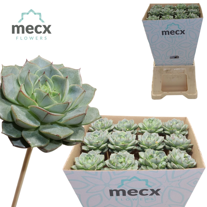 <h4>ECHEVERIA FABIOLA (MECX FLOWERS) ME</h4>