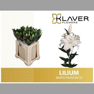 Li Or White Passion
