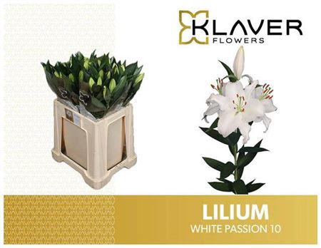 <h4>Li Or White Passion</h4>