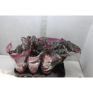 BEGONIA MACULATA SPOTLIGHT DARK P13