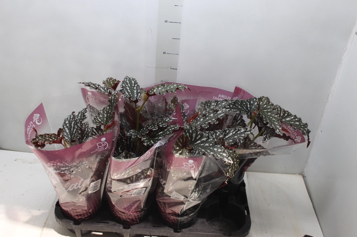 <h4>BEGONIA MACULATA SPOTLIGHT DARK P13</h4>
