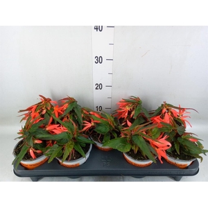 Begonia boliv. 'Angel Orange'