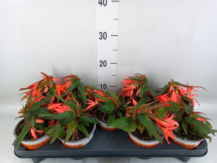 <h4>Begonia boliv. 'Angel Orange'</h4>