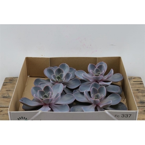 Echeveria Perle Van Nurnberg X4