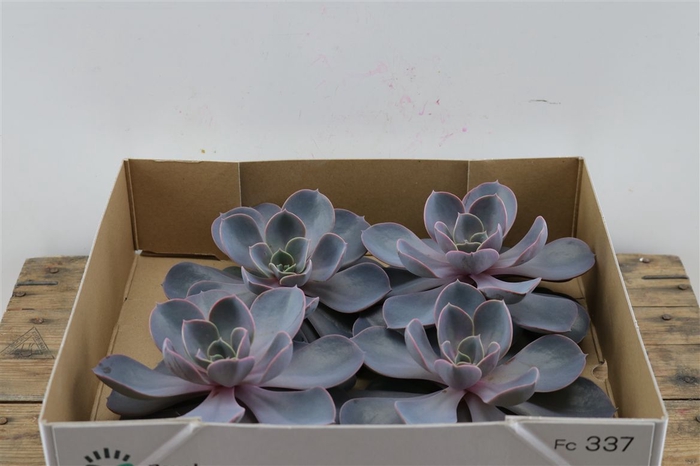 <h4>Echeveria Perle Van Nurnberg X4</h4>