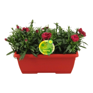 Hello Spring Dianthus Oscar in Duobak Rood