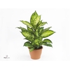 Dieffenbachia Amy