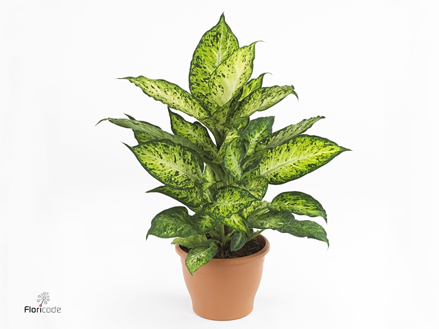 Dieffenbachia Amy