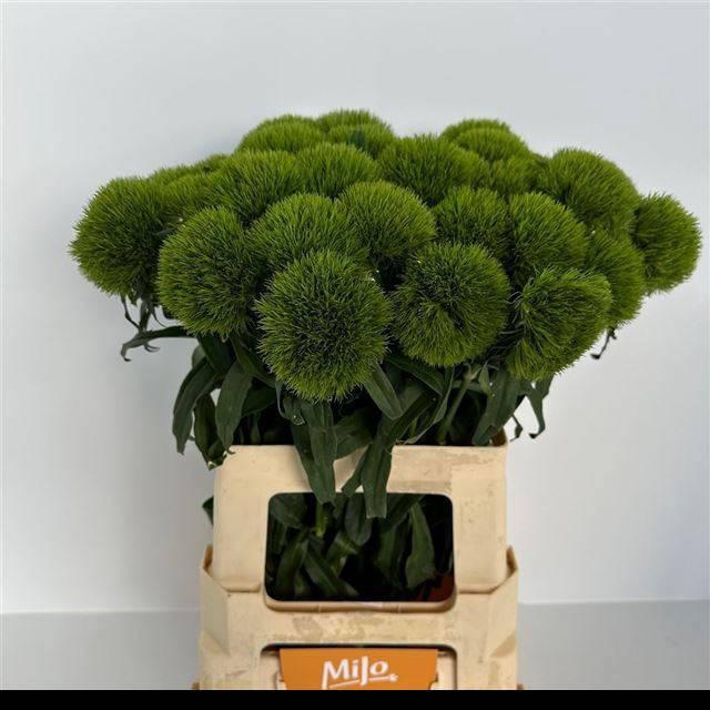 <h4>DI BARB KIWI MELLOW</h4>