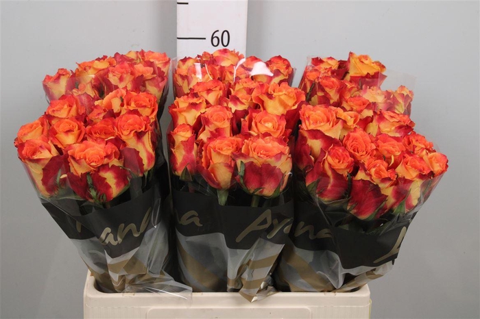 <h4>R Gr Silantoi</h4>