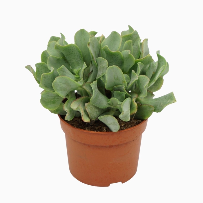 <h4>Crassula Curly</h4>